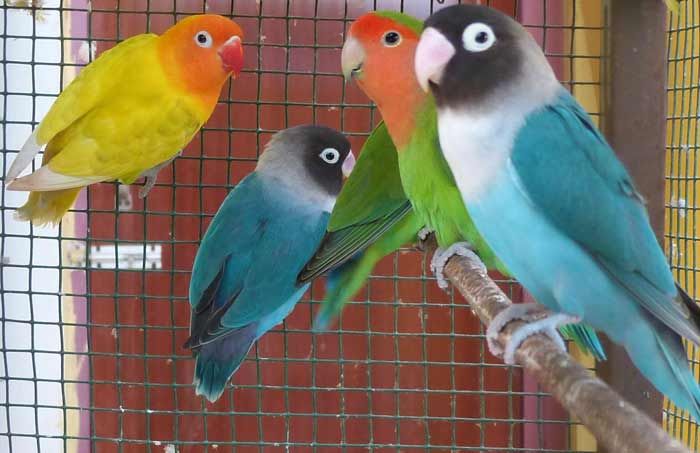 Maling Love Bird di Babat Lamongan Dibekuk Maling Love Bird di Babat Lamongan Dibekuk