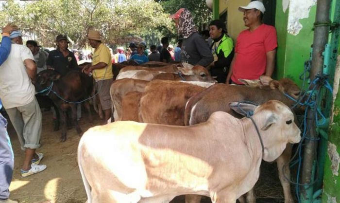 Jelang Idul Kurban, Harga Sapi di Tuban Mulai Naik Jelang Idul Kurban, Harga Sapi di Tuban Mulai Naik