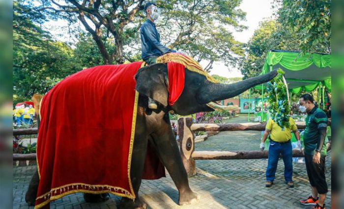 Cak Eri Jadi Orang Tua Asuh Komodo dan Gajah, Cak Ji Jalak Bali