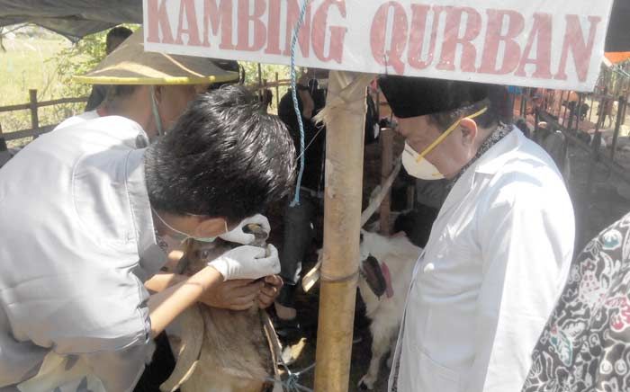 Sidak, Wali Kota Temukan Hewan Kurban Terserang Penyakit Pink Eye, Gudik dan Diare