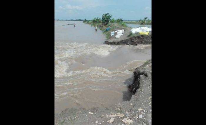 Tanggul Kali Apur Ingas Bojonegoro Jebol, Ribuan Hektar Sawah Terendam Tanggul Kali Apur Ingas Bojonegoro Jebol, Ribuan Hektar Sawah Terendam