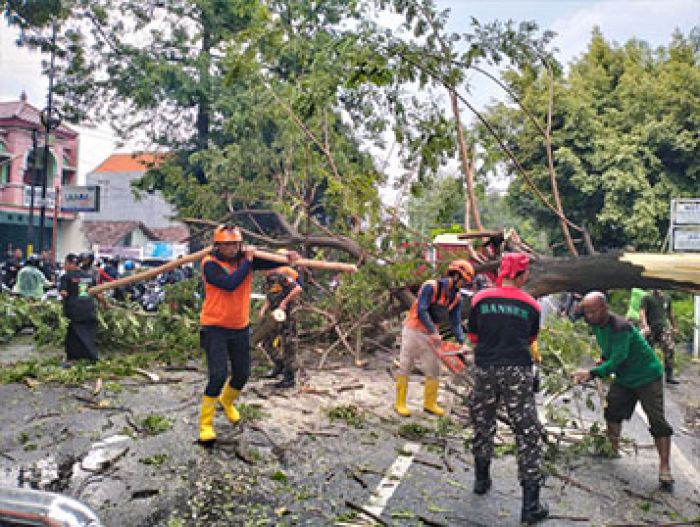Imbas Pohon Tumbang di Bangil, Jalur Surabaya-Probolinggo Sempat Macet Sepanjang 1 Kilometer Imbas Pohon Tumbang di Bangil, Jalur Surabaya-Probolinggo Sempat Macet Sepanjang 1 Kilometer
