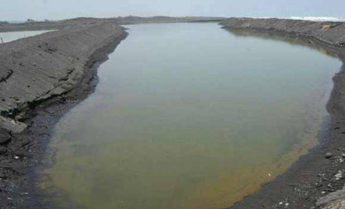 Pantai Selok Awar-awar di Lumajang akan Dijadikan Hutan Mangrove Pantai Selok Awar-awar di Lumajang akan Dijadikan Hutan Mangrove