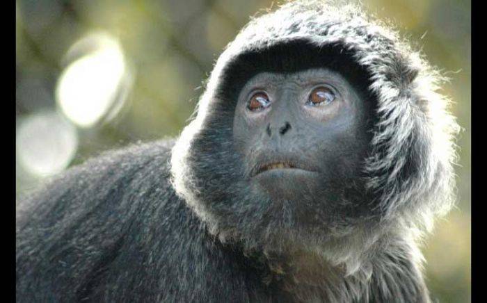 Jual Lutung Lewat Online, Warga Paiton Probolinggo Ditangkap Polisi Jual Lutung Lewat Online, Warga Paiton Probolinggo Ditangkap Polisi