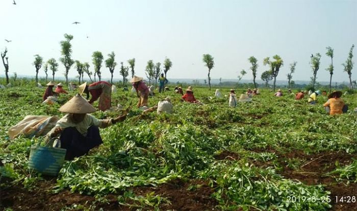 Berkah Musim Kemarau, Petani Tuban Nikmati Panen Raya Kacang Tanah