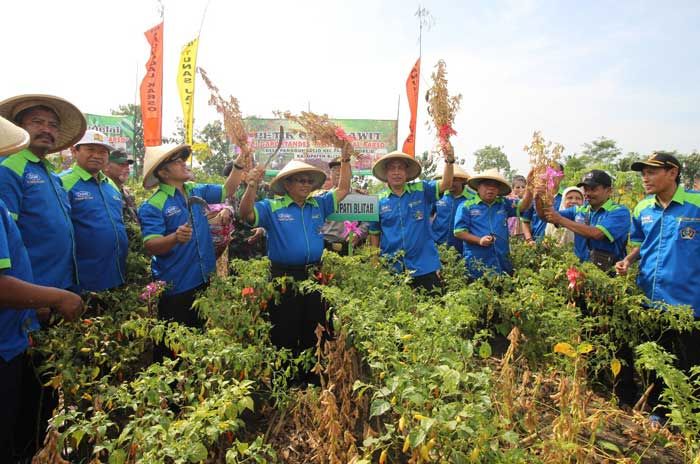 Bupati Blitar Pimpin Panen Cabe Rawit dan Kedelai di Panggungrejo