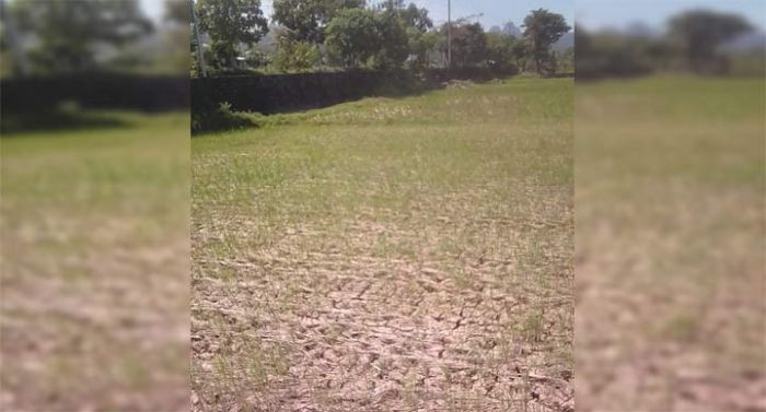 Drainase Tak Berfungsi, Beberapa Lahan Persawahan Tadah Hujan di Pacitan Dibiarkan Kering Drainase Tak Berfungsi, Beberapa Lahan Persawahan Tadah Hujan di Pacitan Dibiarkan Kering