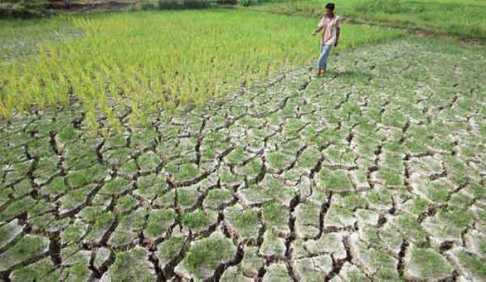 1.321 Ha Lahan Pertanian di Lamongan Kekeringan 1.321 Ha Lahan Pertanian di Lamongan Kekeringan