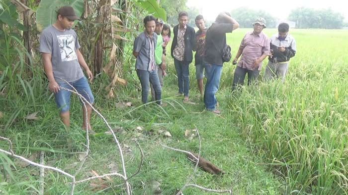 Mau Kuburkan Sapi, Warga Diwek Jombang Temukan Mortir