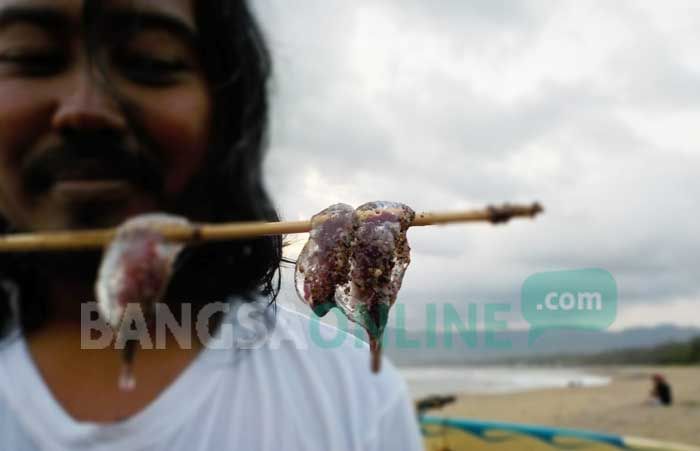 Awas! Ubur-Ubur Serbu Perairan Selatan Pacitan