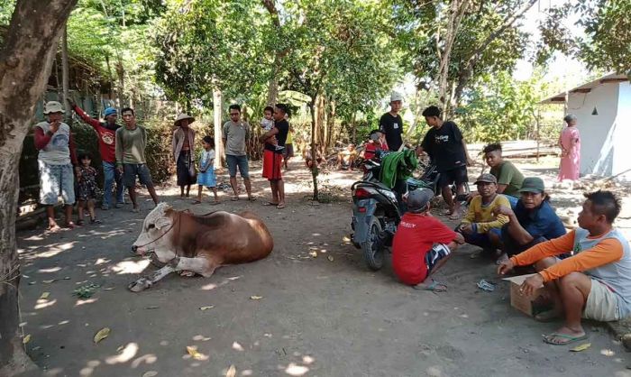 Sapi Curian Gegerkan Warga Tongas Probolinggo