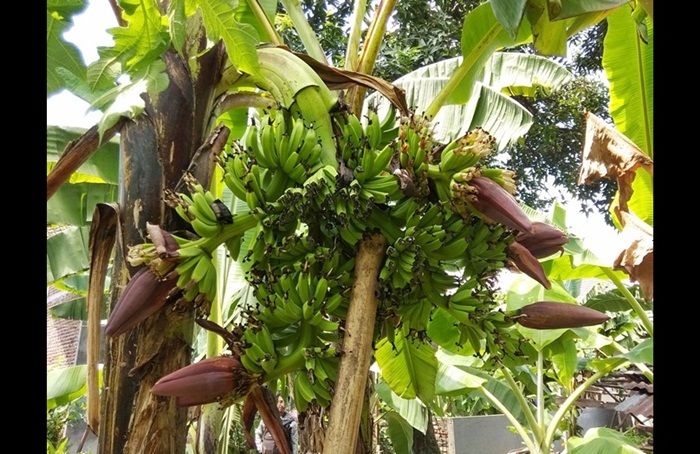 Langka, ​Pohon Pisang di Tulangan Sidoarjo Tumbuh dengan 6 Jantung