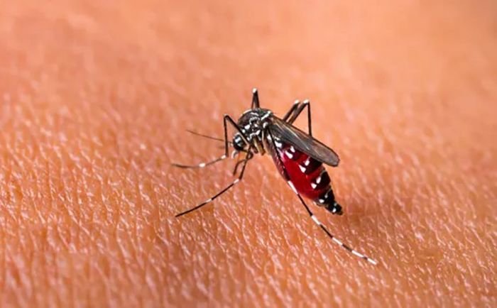 Kasus DBD di Sampang Tembus 494 Selama 2025, Wilayah Kota Paling Banyak