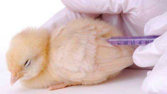 14 Peneliti Unair Teliti Sampel Flu Burung 14 Peneliti Unair Teliti Sampel Flu Burung