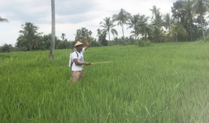 Puluhan Hektare Tanaman Padi di Jember Diserang Wereng, HKTI: Obat Pembasmi Tanya Penyuluh Puluhan Hektare Tanaman Padi di Jember Diserang Wereng, HKTI: Obat Pembasmi Tanya Penyuluh