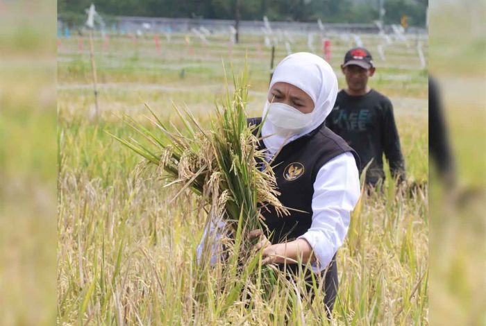 Gubernur Khofifah Bersyukur NTP dan NTN Jatim Alami Kenaikan pada Desember 2022 Gubernur Khofifah Bersyukur NTP dan NTN Jatim Alami Kenaikan pada Desember 2022