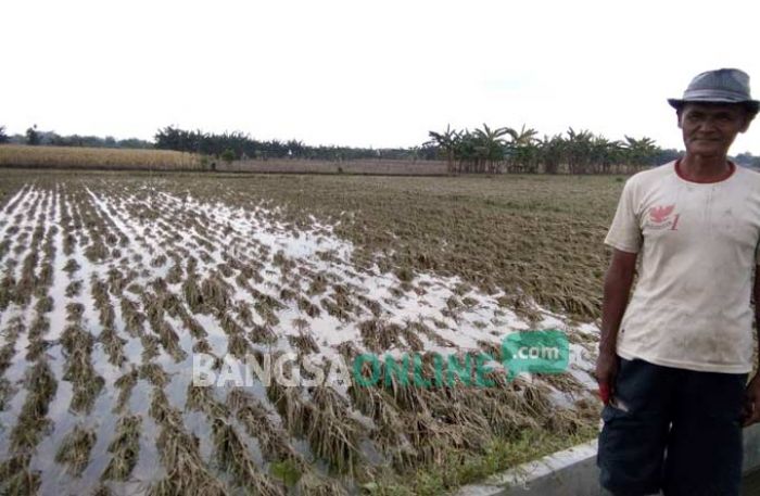 Lahan Pertanian di Desa Tambakrejo Rengel Diterjang Banjir, Total Kerugian Capai Rp 1 M