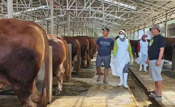 Hingga November 2024, Stok Daging Sapi di Kabupaten Kediri Surplus 2.736,7 Ton Hingga November 2024, Stok Daging Sapi di Kabupaten Kediri Surplus 2.736,7 Ton