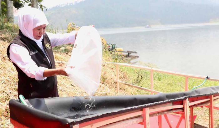 Lawan Perubahan Iklim, Gubernur Khofifah Galakkan Aksi Tanam Pohon Lawan Perubahan Iklim, Gubernur Khofifah Galakkan Aksi Tanam Pohon