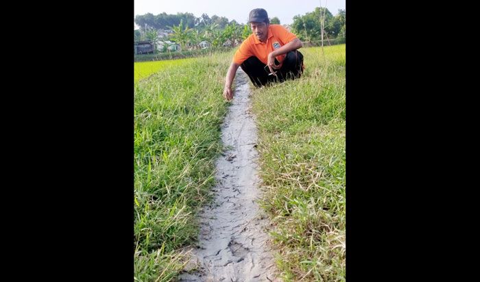 Tiga Jam Lumpur Keluar di Areal Sawah Desa Sukorejo Bungah, DLH Diharap Turun Tangan