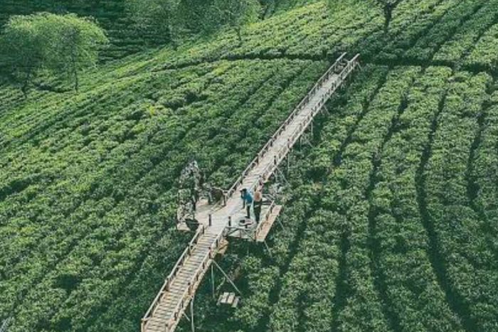Harga Tiket dan Aktivitas Kebun Teh Wonosari Malang Bulan ini Harga Tiket dan Aktivitas Kebun Teh Wonosari Malang Bulan ini