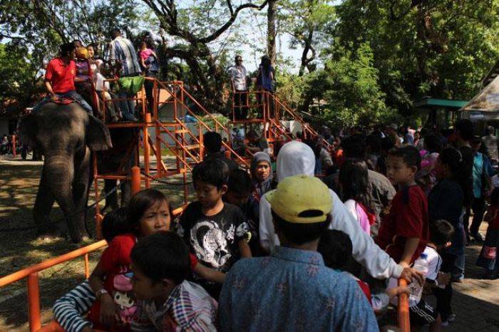 KBS Tetap Diminati Pengunjung KBS Tetap Diminati Pengunjung