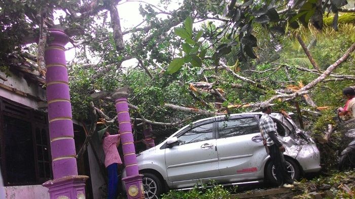 Pohon Tumbang di Pacitan Hajar Satu Rumah dan Mobil