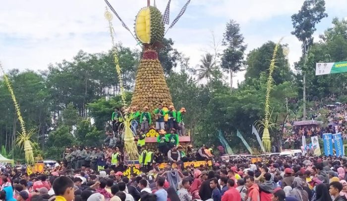 Kenduren Durian Wonosalam, Pengunjung Ricuh Berebut Hingga Terluka