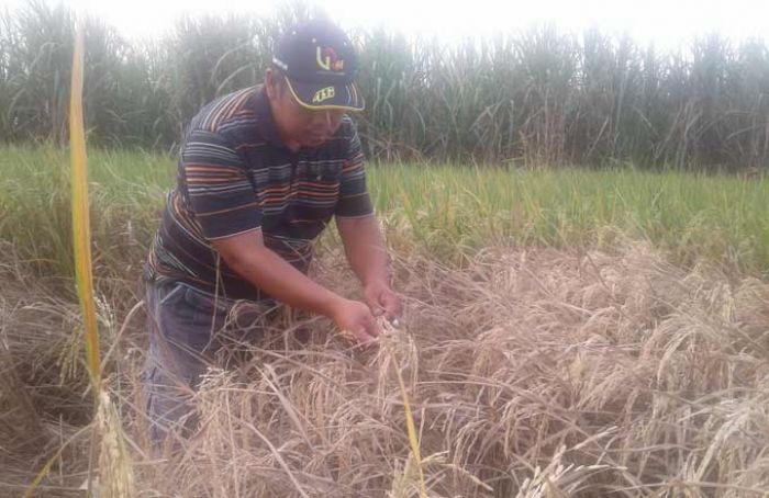 Wereng Padi Libas Padi Petani di Mojokerto