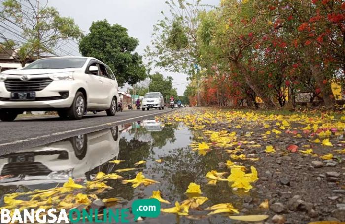 Bunga Tabebuya, Jadi Hiasan Sepanjang Jalan Raya Kapas menuju Bojonegoro