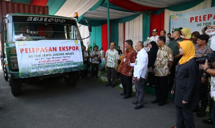 Kabupaten Kediri Ekspor Benih Jagung Manis ke Cina