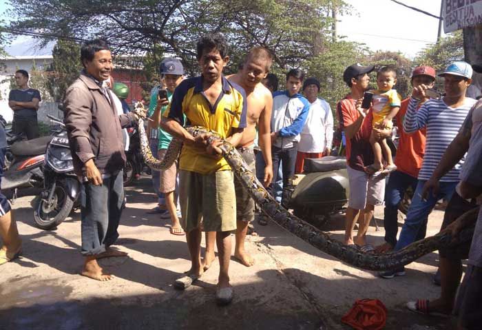 Ular Piton Sepanjang 4 Meter Hebohkan Warga Desa Nogosari, Pandaan Ular Piton Sepanjang 4 Meter Hebohkan Warga Desa Nogosari, Pandaan