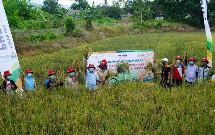 Petani di Kalsel Panen Raya Padi dengan Pupuk NPK Phonska Plus Petrokima Gresik Petani di Kalsel Panen Raya Padi dengan Pupuk NPK Phonska Plus Petrokima Gresik