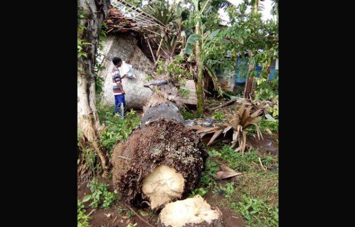 Tertimpa Pohon, Dua Rumah di Tasikmadu Tuban Rusak Parah Tertimpa Pohon, Dua Rumah di Tasikmadu Tuban Rusak Parah