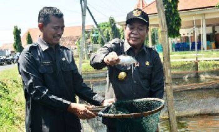 Bupati Lamongan Tinjau Budidaya Ikan Patin di Desa Lukrejo