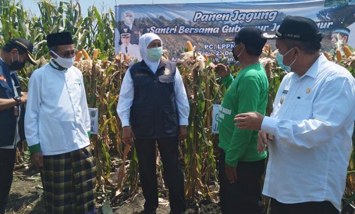 Panen Jagung di Pasuruan, Khofifah: Petik, Olah, Kemas, Jual Panen Jagung di Pasuruan, Khofifah: Petik, Olah, Kemas, Jual
