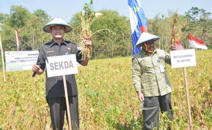 Tekan Impor Kedelai, Lamongan Budidayakan Kedelai Grobogan