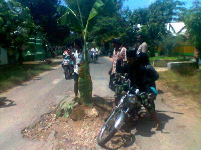 Diabaikan Pemkab, Jalan Rusak Ditanami Pohon Pisang