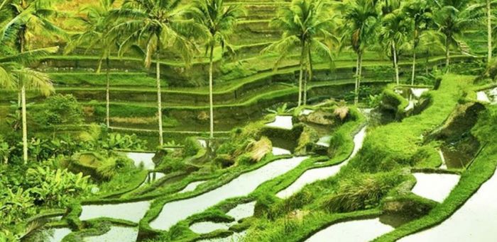 Tiap Tahun 2.288 Hektar Sawah Hilang di Bali, Akibat Pengembangan Pariwisata Ugal-Ugalan Tiap Tahun 2.288 Hektar Sawah Hilang di Bali, Akibat Pengembangan Pariwisata Ugal-Ugalan