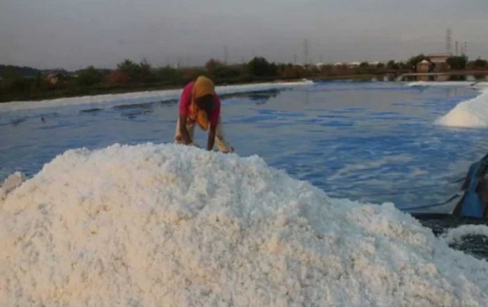Produksi Garam di Bangkalan Kemungkinan Turun 22%, ini Penyebabnya