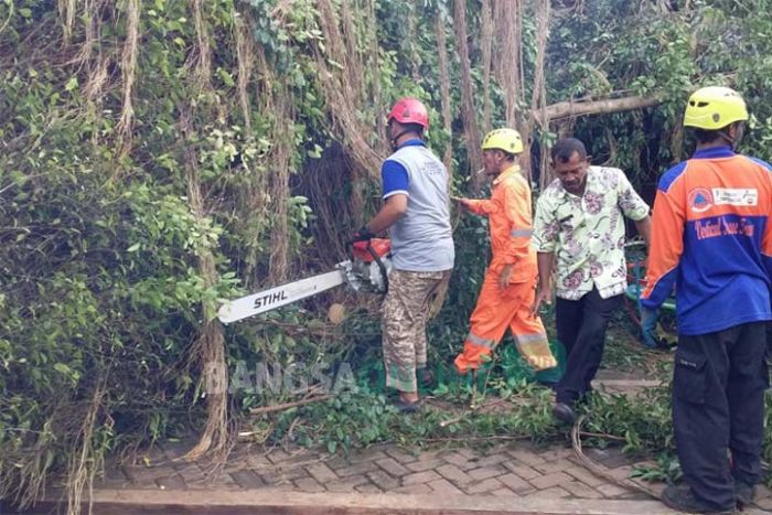 4 Kios di Kompleks Goa Akbar Rusak Tertimpa Pohon Beringin