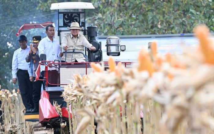 Pimpin Panen Raya Jagung 1,23 Juta Ton Serentak di Tuban, Presiden Prabowo Coba Combine Harvester