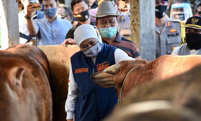 Khofifah Pastikan Stok Hewan Kurban di Jatim Penuhi Kriteria ASUH Khofifah Pastikan Stok Hewan Kurban di Jatim Penuhi Kriteria ASUH