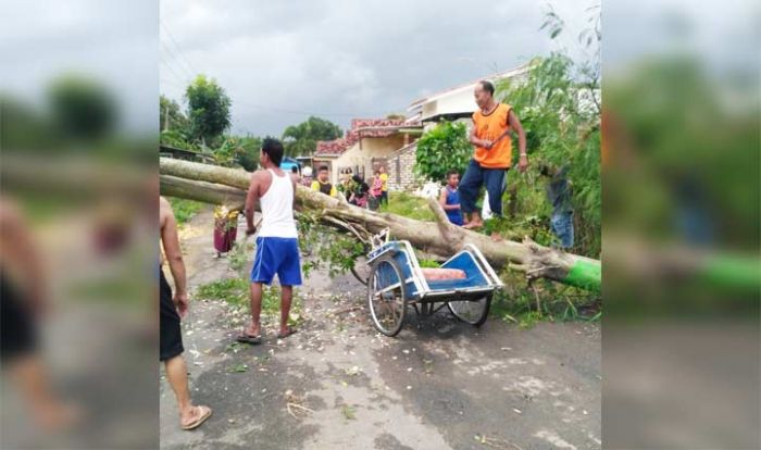 Hujan Disertai Angin di Pamekasan Tumbangkan Pohon, 1 Becak Rusak Tertimpa