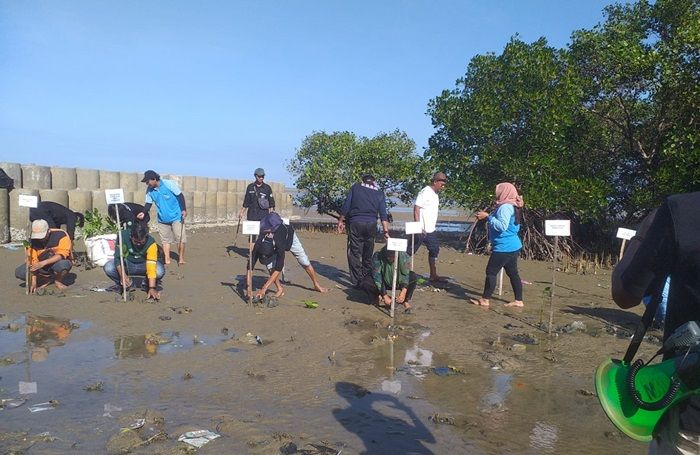 Hari Mangrove Sedunia, KPMM Bersama UIM Pamekasan Tanam Ratusan Bibit Mangrove Hari Mangrove Sedunia, KPMM Bersama UIM Pamekasan Tanam Ratusan Bibit Mangrove