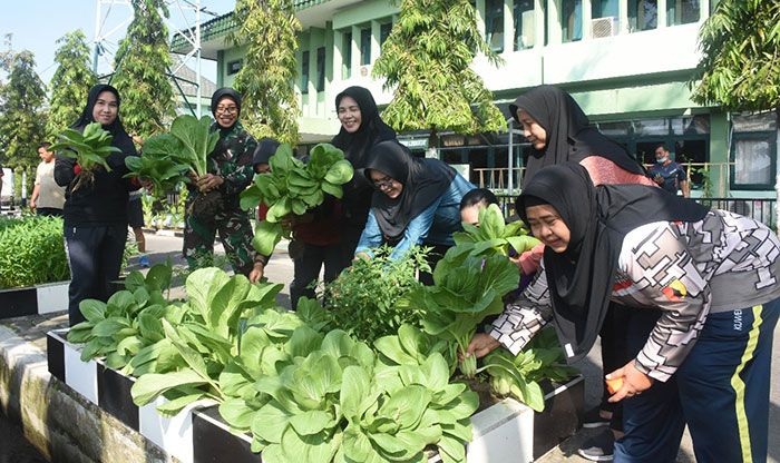 Prajurit dan PNS Korem 084/BJ Panen Sayuran Hasil Budi Daya Akuaponik dan Organik Prajurit dan PNS Korem 084/BJ Panen Sayuran Hasil Budi Daya Akuaponik dan Organik