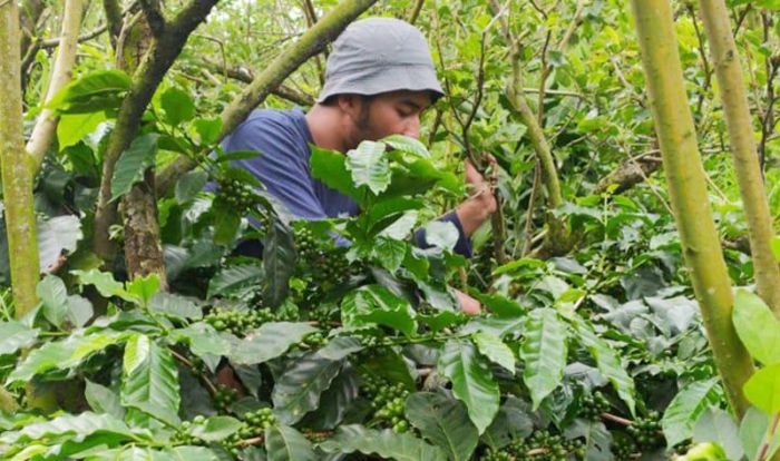 Tanam Kopi di Bawah Tanaman Apel, Begini Hasilnya