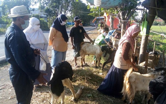 Pandemi Corona, Penjualan Hewan Kurban di Sidoarjo Merosot Drastis Jelang Idul Adha Pandemi Corona, Penjualan Hewan Kurban di Sidoarjo Merosot Drastis Jelang Idul Adha