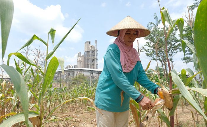 SIG Fasilitasi 361 Petani Sanggem Garap Lahan Seluas 119,25 Hektare di Rembang SIG Fasilitasi 361 Petani Sanggem Garap Lahan Seluas 119,25 Hektare di Rembang