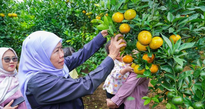 Lawan Ketergantungan Impor, Gubernur Khofifah Ajak Masyarakat Konsumsi Jeruk Lokal